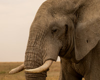 Bull Elephant