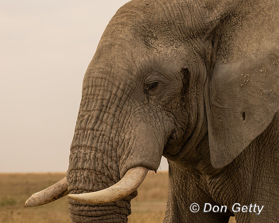 Bull Elephant