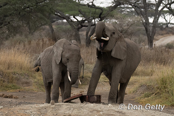 Elephant