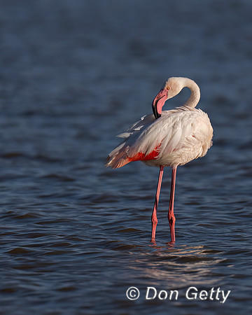 Greater Flamingo