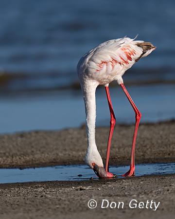 Greater Flamingo