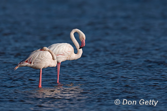 Greater Flamingo