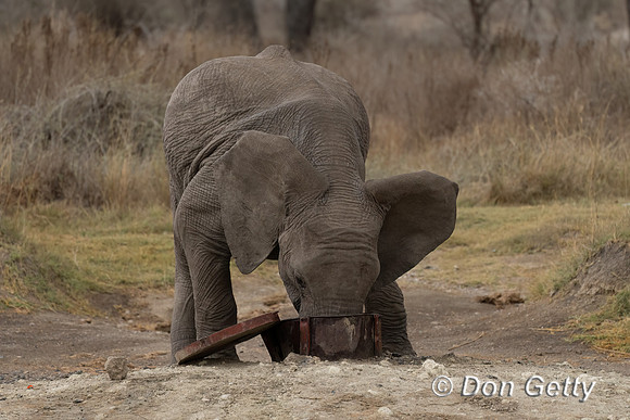 Elephant