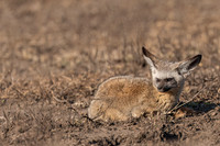 Bat-eared Fox