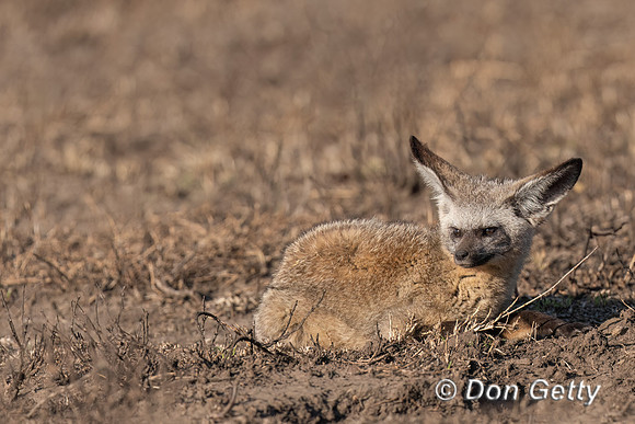 Bat-eared Fox