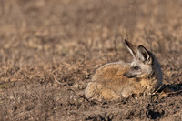 Fox, Bat-eared