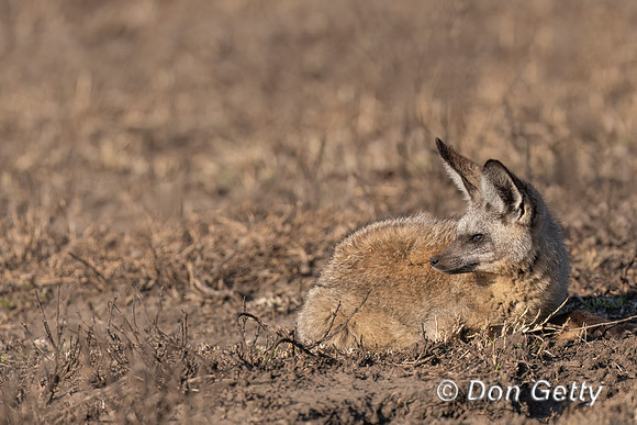Bat-eared Fox
