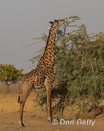Masai Giraffe