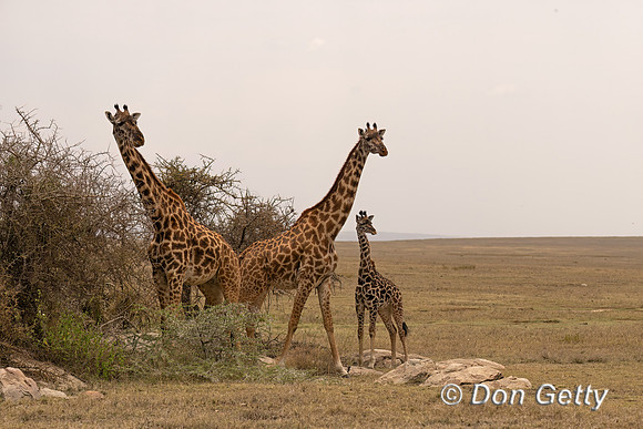 Masai Giraffe