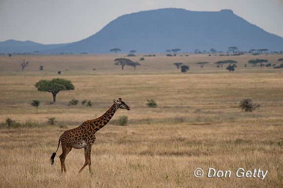 Masai Giraffe