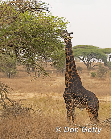 Masai Giraffe
