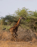 Giraffe, Masai
