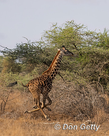 Masai Giraffe
