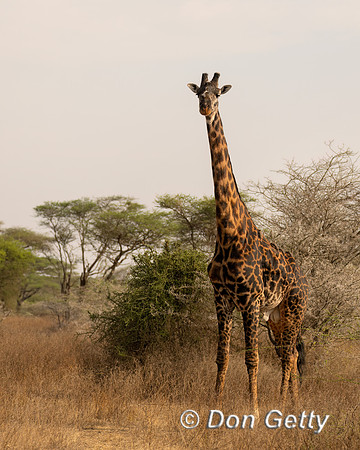 Masai Giraffe