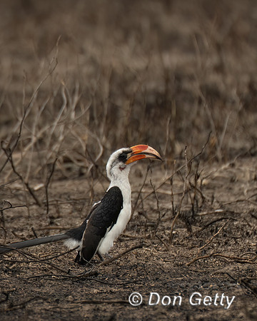 Von Der Decken's Hornbill