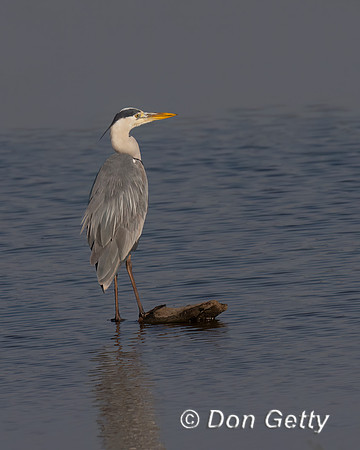 Grey Heron