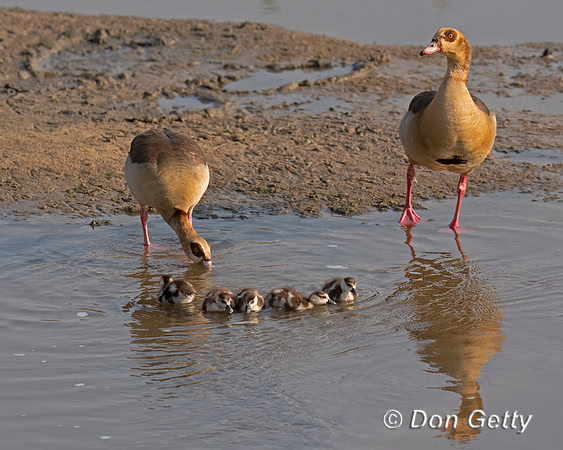 Egyptian Geese