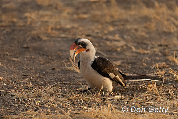 Von Der Decken's Hornbill