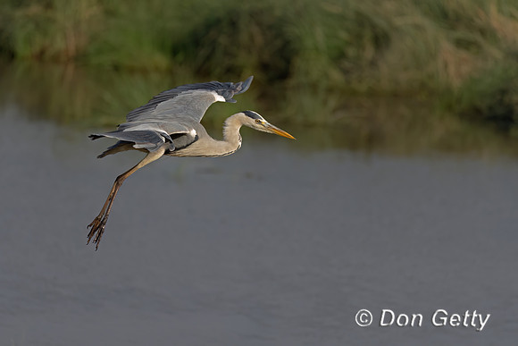 Grey Heron