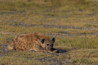 Spotted Hyena