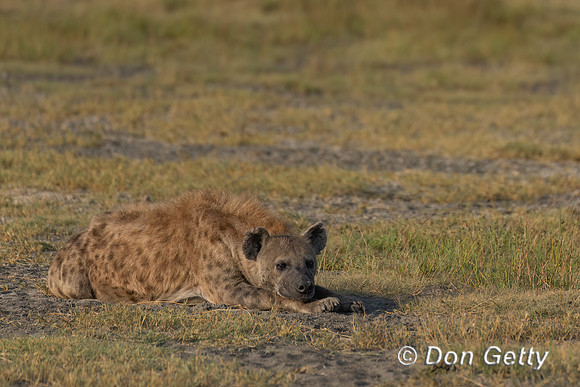 Spotted Hyena