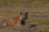 Spotted Hyena