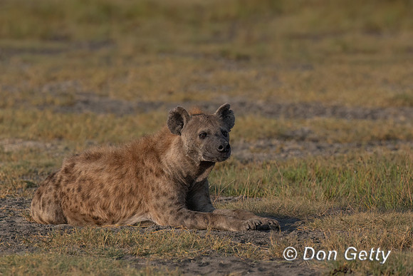 Spotted Hyena