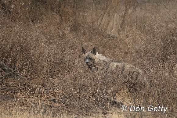Striped Hyena