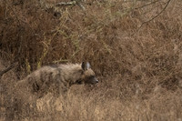 Hyena, Striped