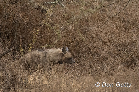 Striped Hyena