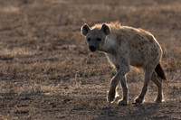 Spotted Hyena