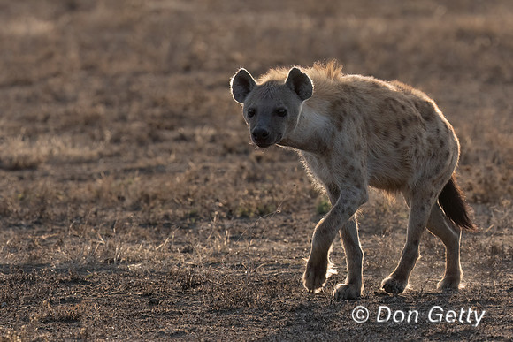 Spotted Hyena