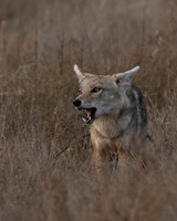 Golden Jackal