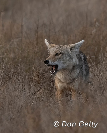 Golden Jackal