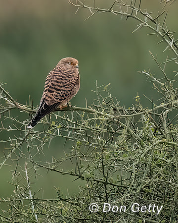Greater Kestrel