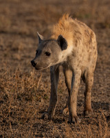 Hyena, Spotted