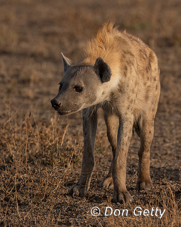Spotted Hyena