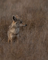 Jackal, Golden
