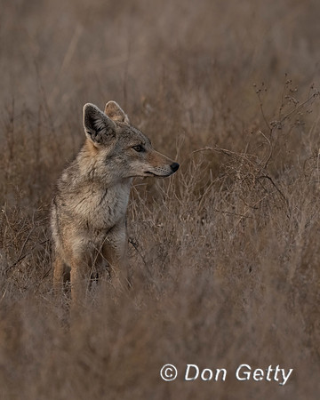 Golden Jackal