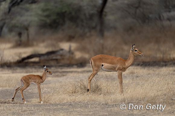 Impala