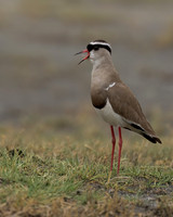 Crowned Lapwing