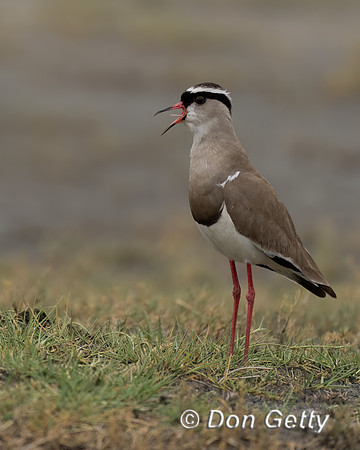 Crowned Lapwing