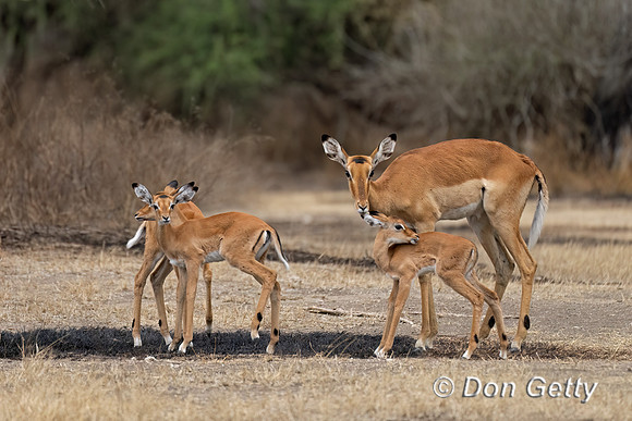 Impala