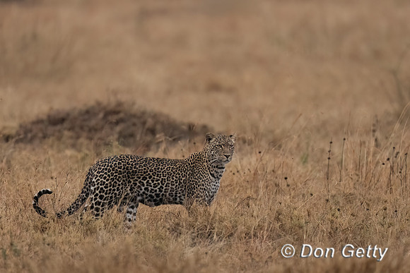 Leopard