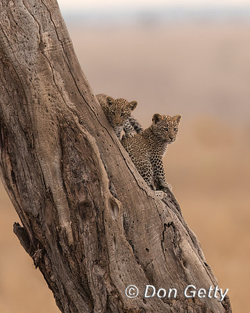 Leopard Cub