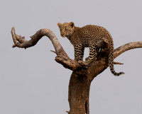 Tanzania