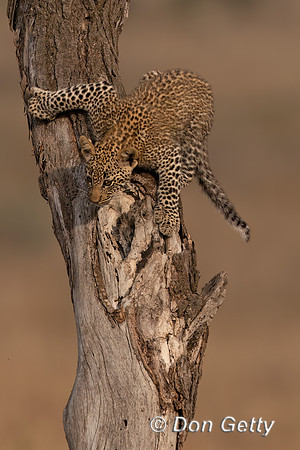 Leopard Cub