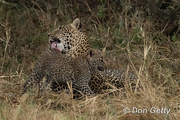 Leopard Cub