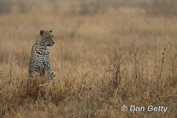 Leopard