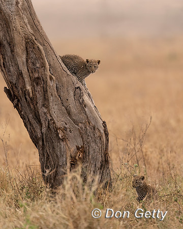 Leopard Cub